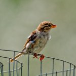 DSC_8637.jpg