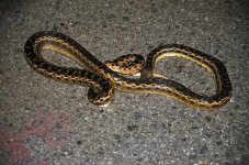 15th Aug 2015 003.JPG