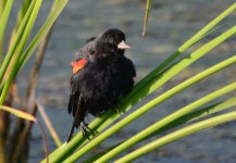 15th Aug 2015 031.JPG