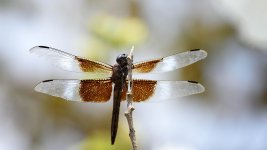 Huntsville,Alabama. Gardens.--5.jpg