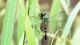 Huntsville,Alabama. Gardens.--7.jpg