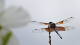 Huntsville,Alabama. Gardens.--6.jpg