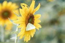 Huntsville,Alabama. Gardens.--8.jpg