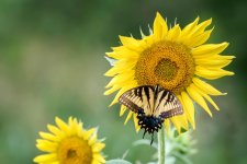 Huntsville,Alabama. Gardens.--10.jpg