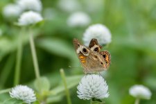 Huntsville,Alabama. Gardens.--3.jpg