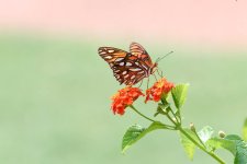 Huntsville,Alabama. Gardens.-.jpg