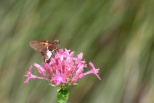 Huntsville,Alabama. Gardens.--2.jpg