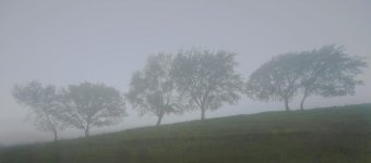 trees in mist.jpg