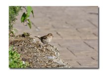 DSC_1290.jpg