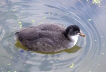 Fulica atra juvenile.jpg