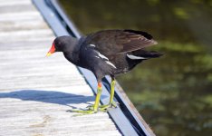 Gallinula chloropus adult.jpg