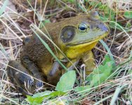 FrogClose-6.jpg