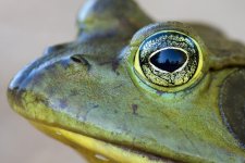 FrogClose-7.jpg