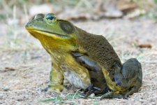 FrogClose-8.jpg