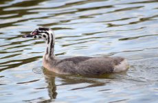 Podiceos cristatus juvenile 1.jpg