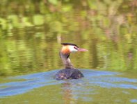 Great Crested Grebe 1.jpg