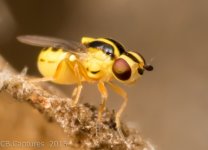Insects-1420.jpg