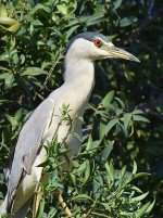 BlackHeron2.jpg