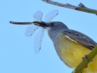 Kingbird9.jpg