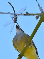Kingbird16.jpg