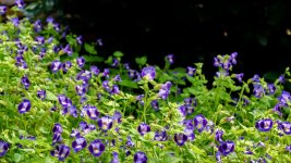 Huntsville,Alabama. Gardens.--28 (1000x562).jpg