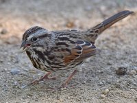 Sparrow4.jpg