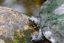 Huntsville,Alabama. Gardens.--23.jpg