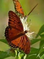 PaintedLady5.jpg