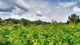 Huntsville,Alabama. Gardens.--4.jpg