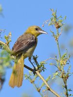 Oriole5.jpg