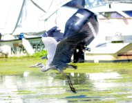 Heron 1.jpg