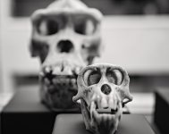 Dem Bones.jpg