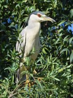 BlackHeron.jpg
