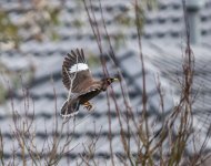 untitled-1-127.jpg