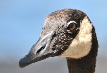 16th Aug 2015 009.JPG