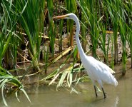 16th Aug 2015 015.JPG