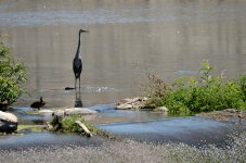 16th Aug 2015 020.JPG