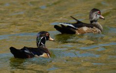 16th Aug 2015 026.JPG