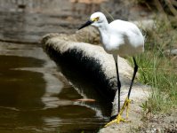 16th Aug 2015 030.JPG