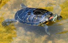 16th Aug 2015 045.JPG