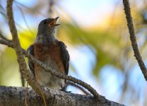 16th Aug 2015 051.JPG