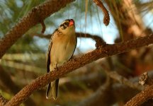 16th Aug 2015 055.JPG