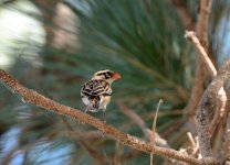 16th Aug 2015 065.JPG