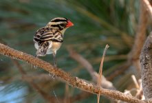 16th Aug 2015 066.JPG