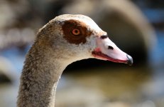 16th Aug 2015 106.JPG