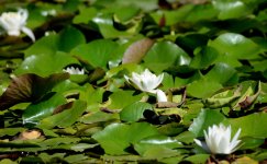 16th Aug 2015 111.JPG