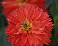Bee and Flower slight return.jpg