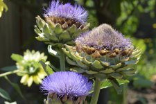 artichokee !!.jpg
