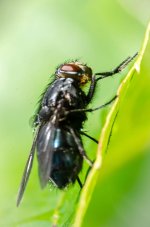 20150816-fly with drop.jpg