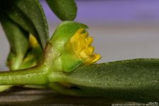 GSC_6247.jpg